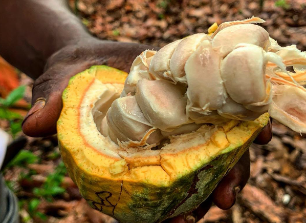cacao cacao